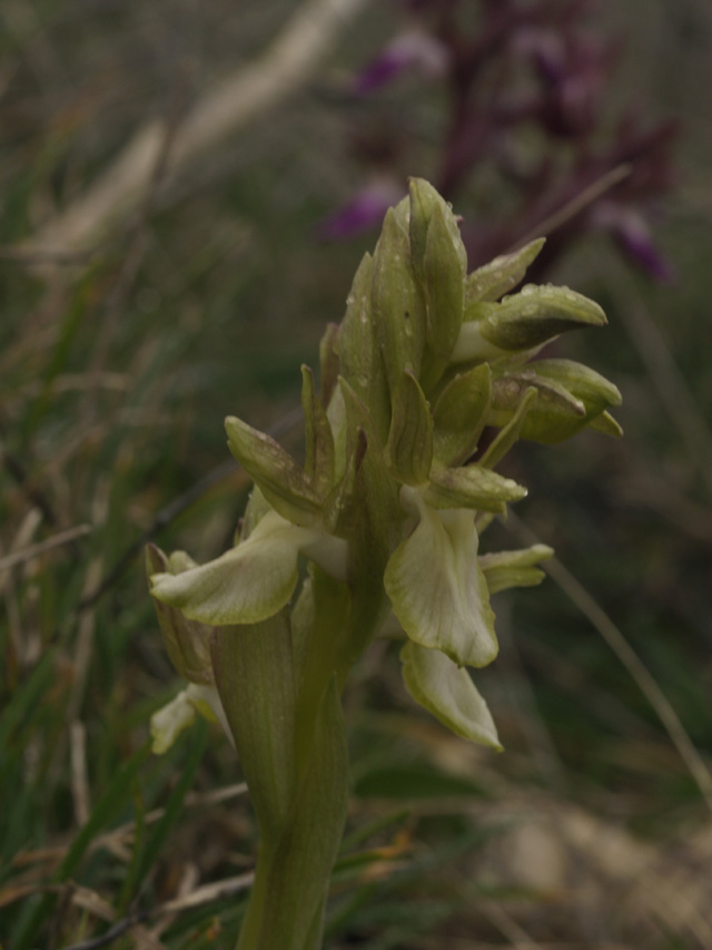 anacamptis collina sui generis